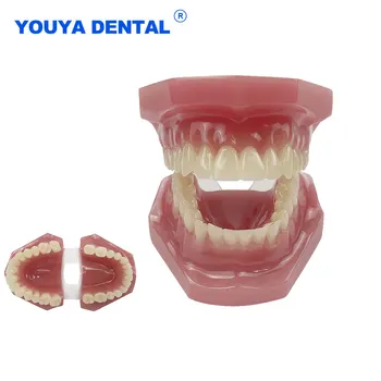 Diş Standart Diş Modeli Öğretim Reçine Çalışma 28 Diş Typodont Modeli Diş Hekimi Öğrenci Eğitim Eğitim Gösteri